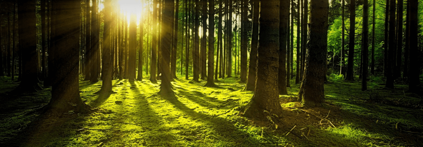 Sunlight streaming through a peaceful green forest, casting soft rays across a mossy floor.