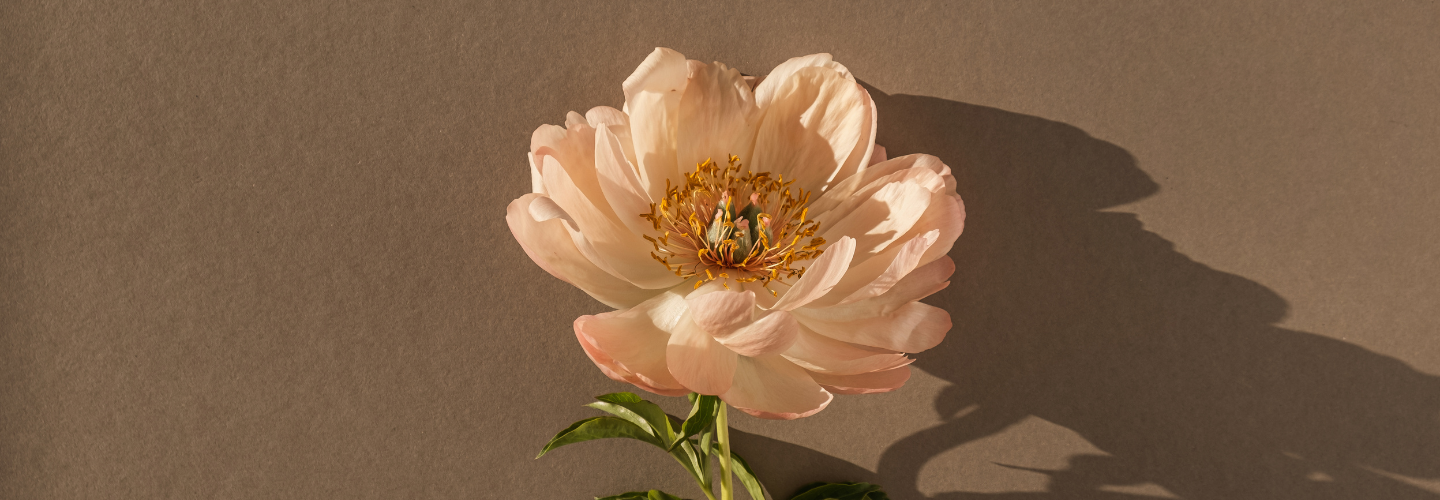 beautiful orange flower blossom on brown background